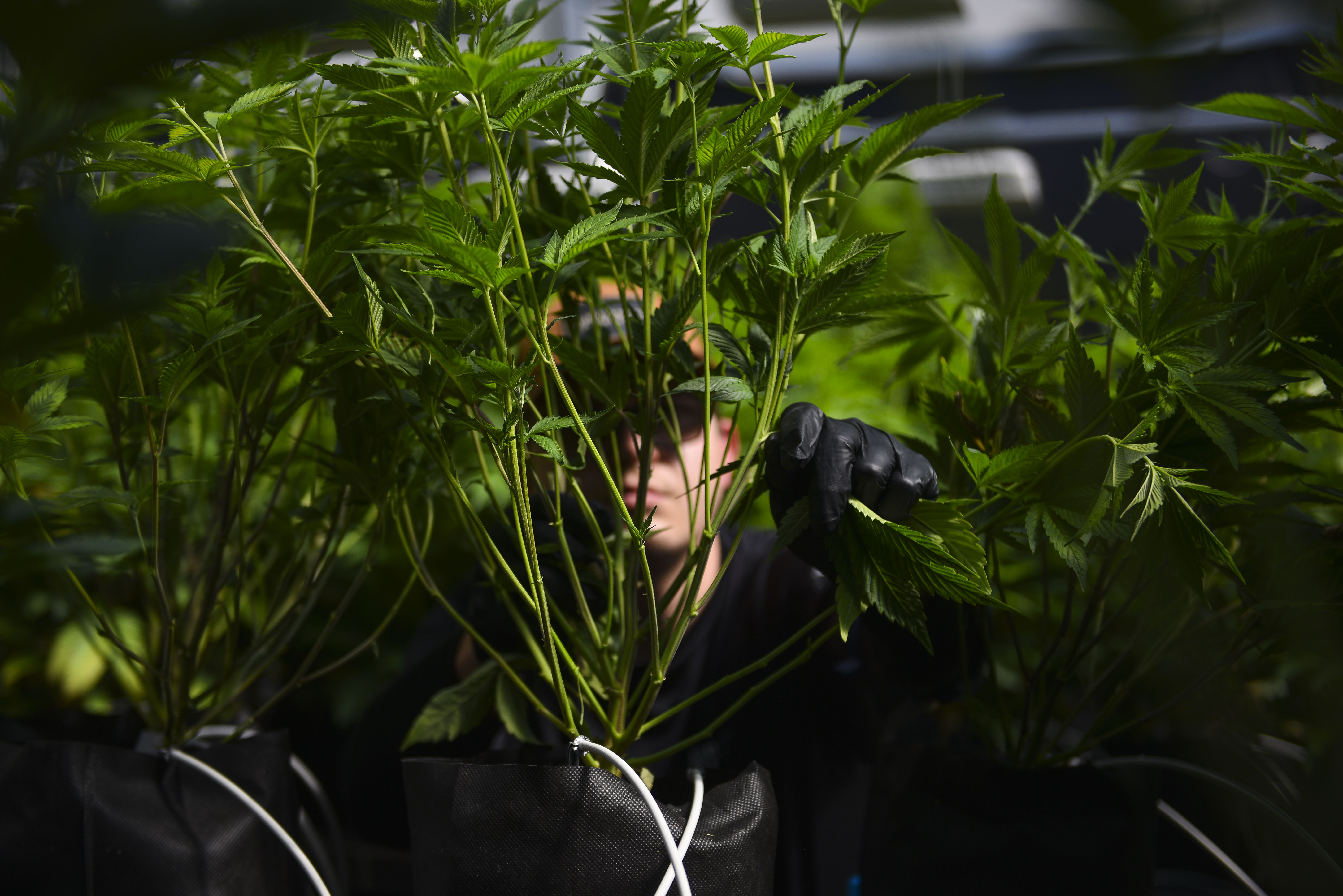 Premium cannabis plants